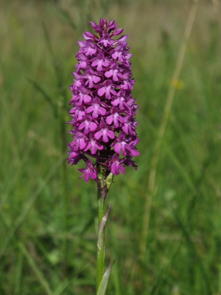 Anacamptis pyramidalis